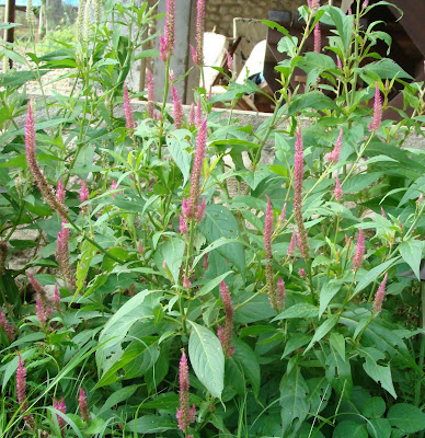 PAMORA FARM FREE-RANGE CHICKEN: AMARANTH