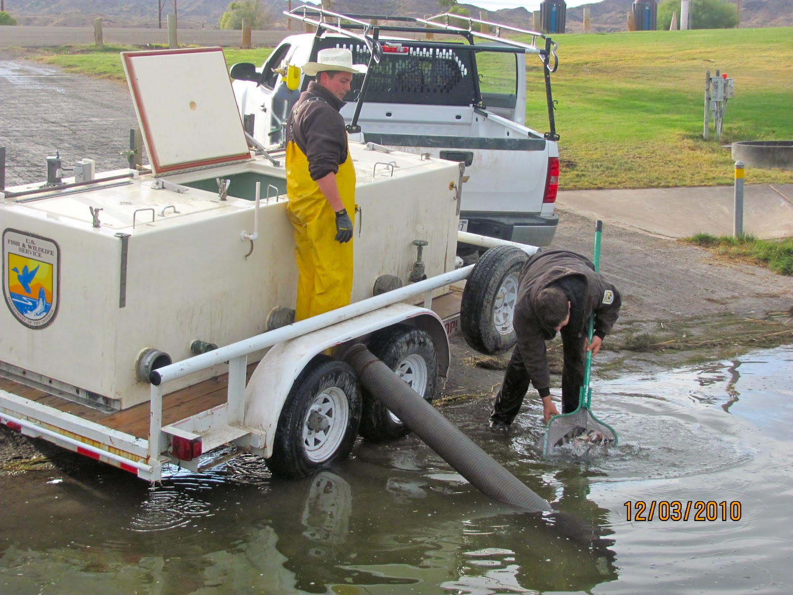 America by RV: Restocking an Endangered Fish, The Bonytail Chub