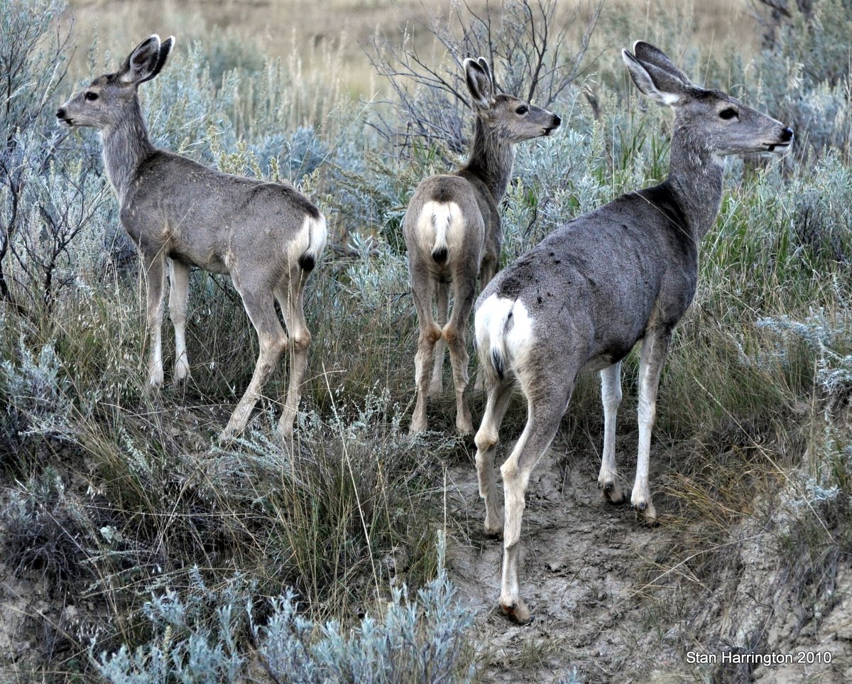 Photo Treks: Mule Deer