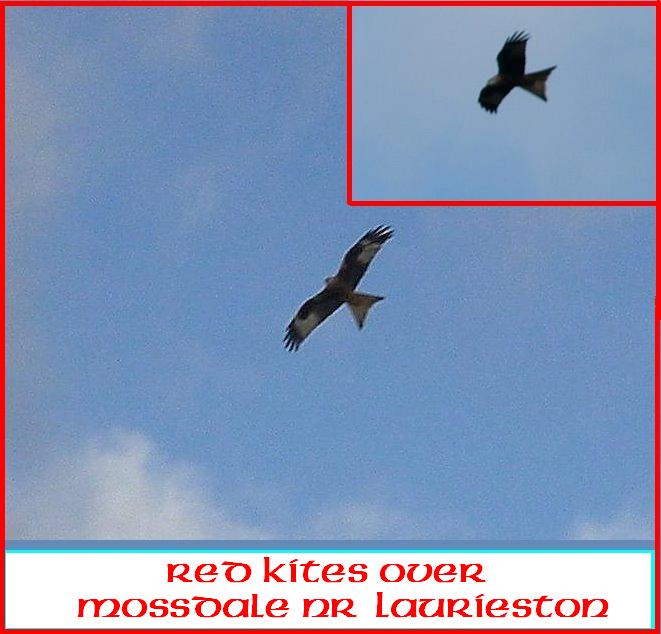 [red+kites-1.JPG]