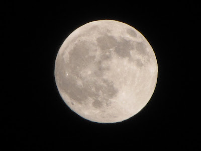 The Glebe Blog: Lunar Eclipse December 2010