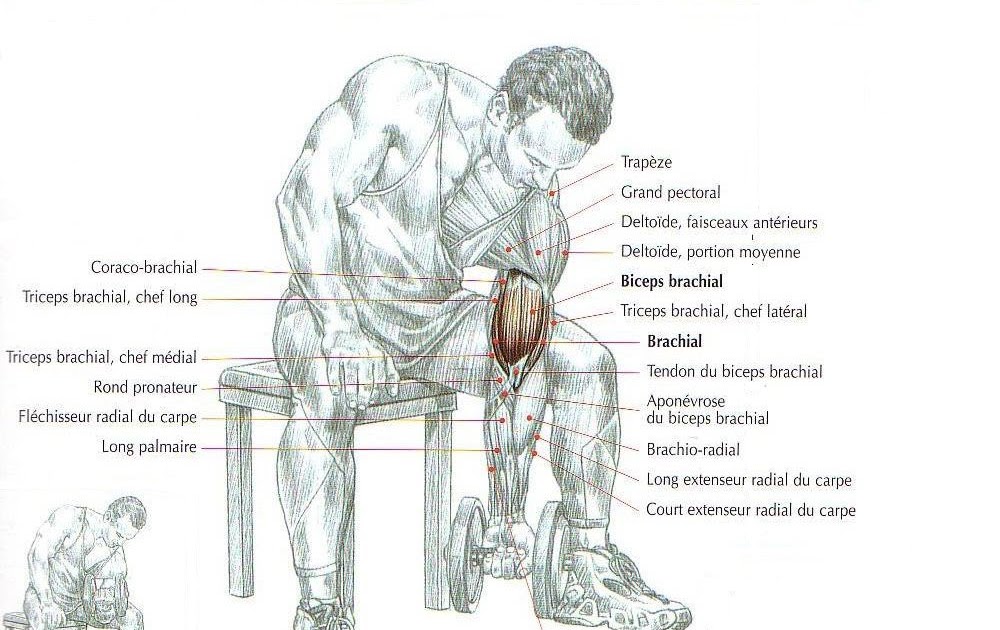Упражнения на двуглавую мышцу. Внешняя сторона бицепса упражнения. Концентрированные сгибания на бицепс сидя с гантелями. Как прокачать бицепс штангой. Схема прокачки мышц.