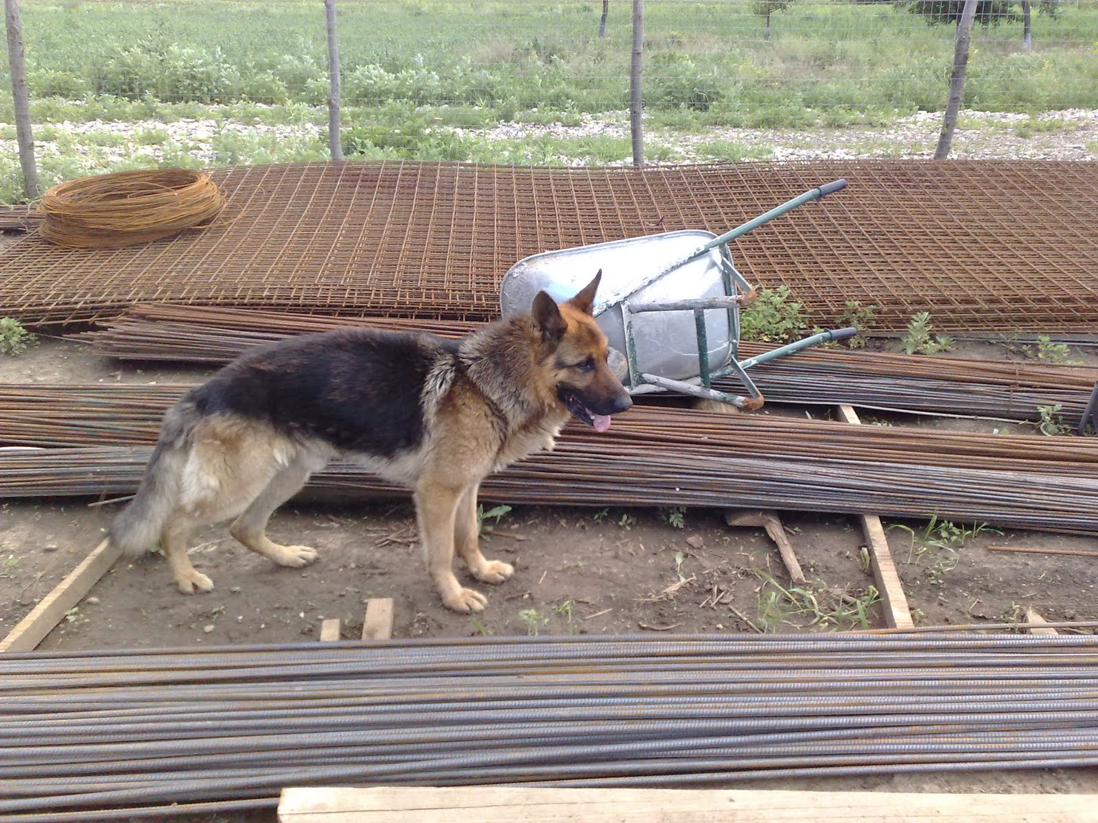 Mihai Enasel Donez Ciobanesc German