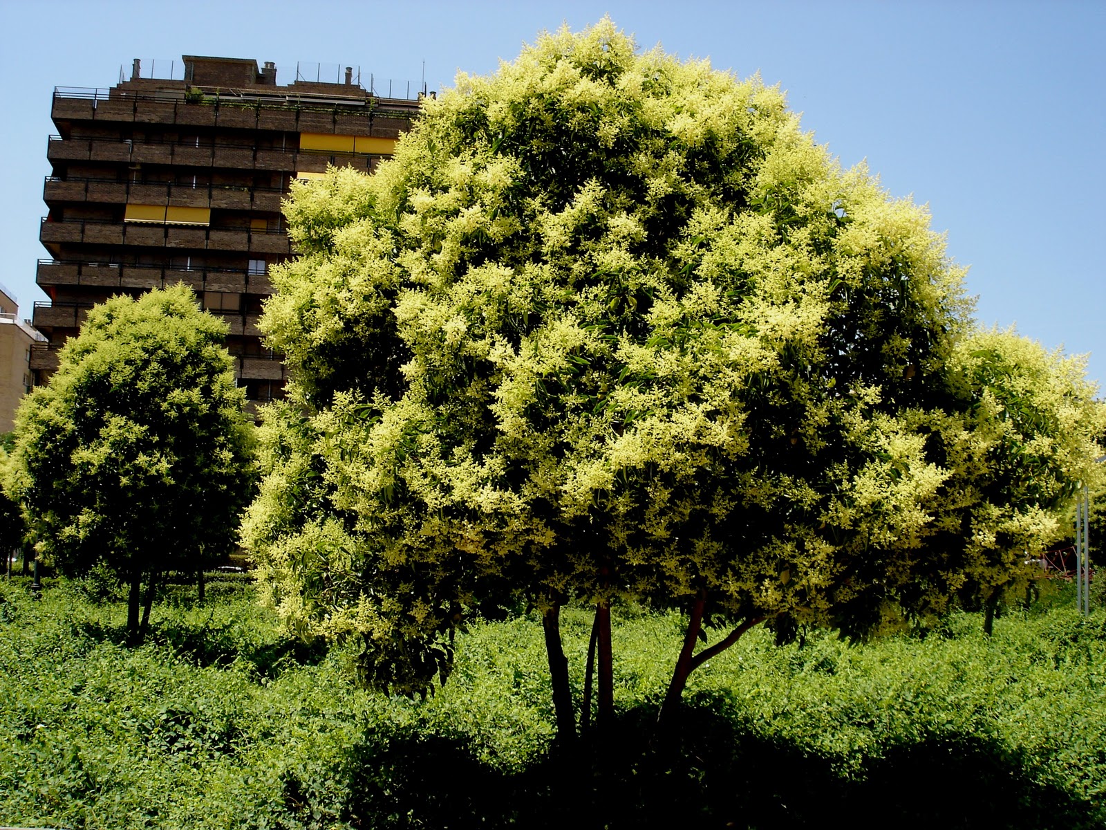 Árboles con alma: Aligustre de China (Ligustrum lucidum)