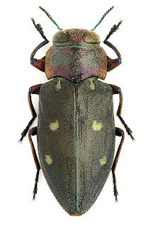 Rahmé Nikola bogaras napjai Chrysobothris leonhardi Obenberger, 1916