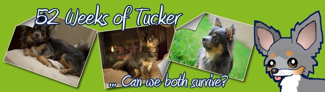 52 Weeks of Tucker