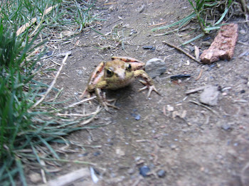 Froggy!