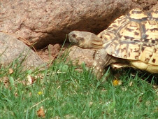 Chui, the leopard tortoise