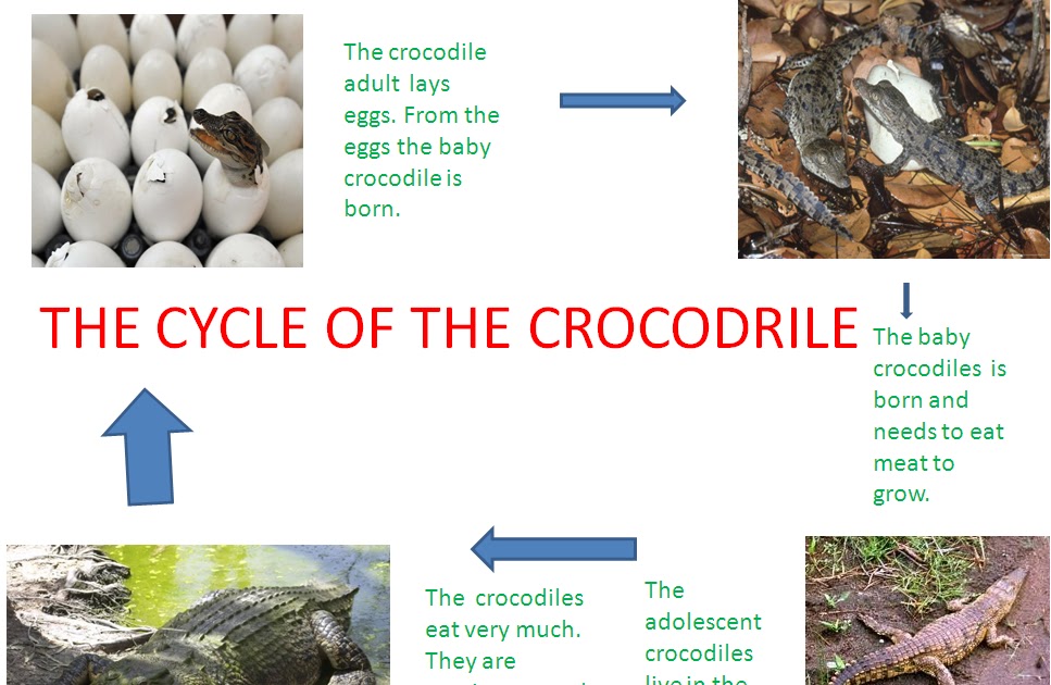 Bilingual Education Activities Life Cycle Of The Crocodile