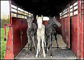 Nurse Mare's Foals