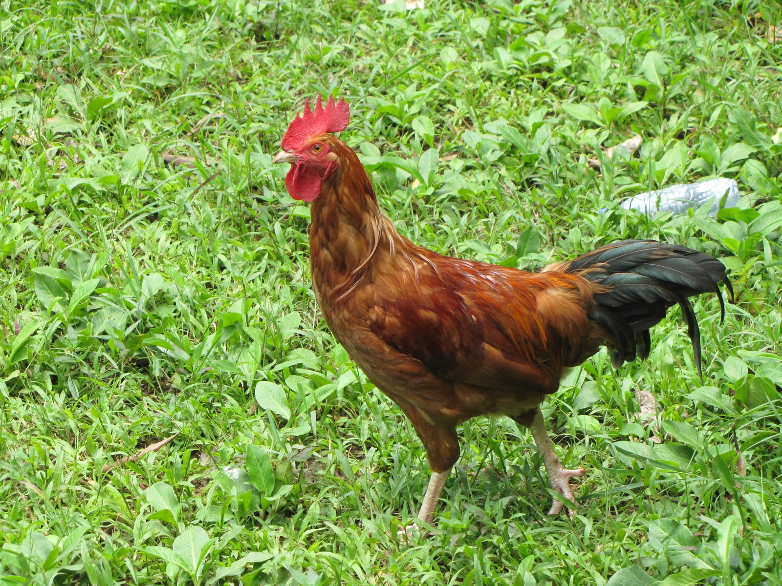 Kleyns In The Philippines: * Farm Animals