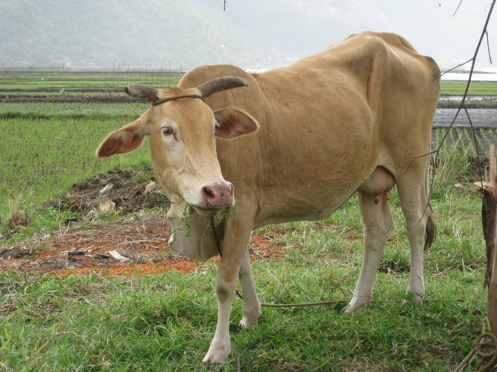 The Most Popular Cattle Breeds In The Philippines A Comprehensive Guide For 2023 » Green Lifo
