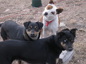 Our dogs...Bailey, Buster and Louie