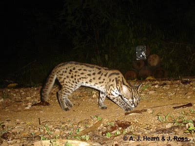 [Leopard+cat+LC+3+Tabin+8a+0001.jpg]