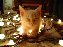 kitty with string of lights