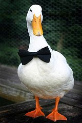 Wedding of Anthony & Vivien: The Duck in his Tux
