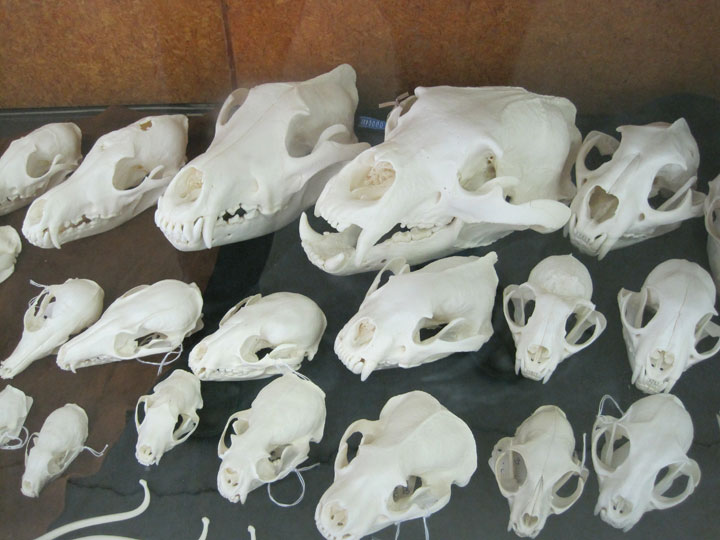 [Fair09_skulls.jpg]