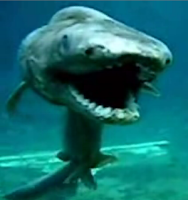 NAFASG: Rare Prehistoric Frilled Shark Captured in Japan