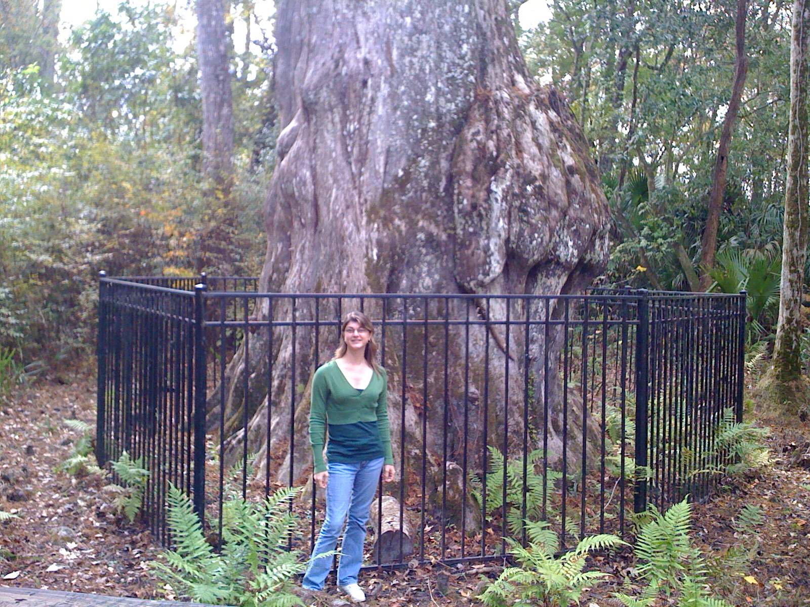 Free Time Florida (Very) Big Tree Park, Longwood, FL