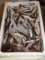 BOQUERONES