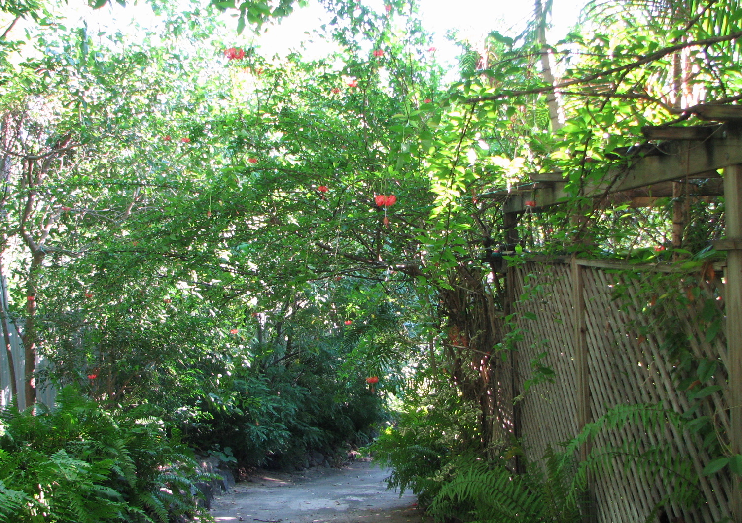 My Dry Tropics Garden: Hibiscus schizopetalus - Japanese Lantern