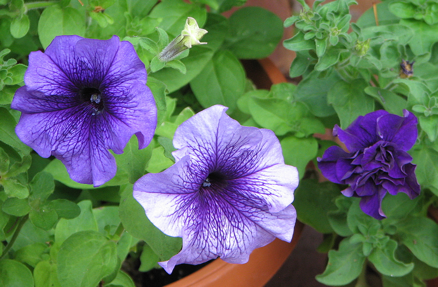 Bush Bernie s Blog Flower Flaunt On Friday Early Spring In North east Oz 