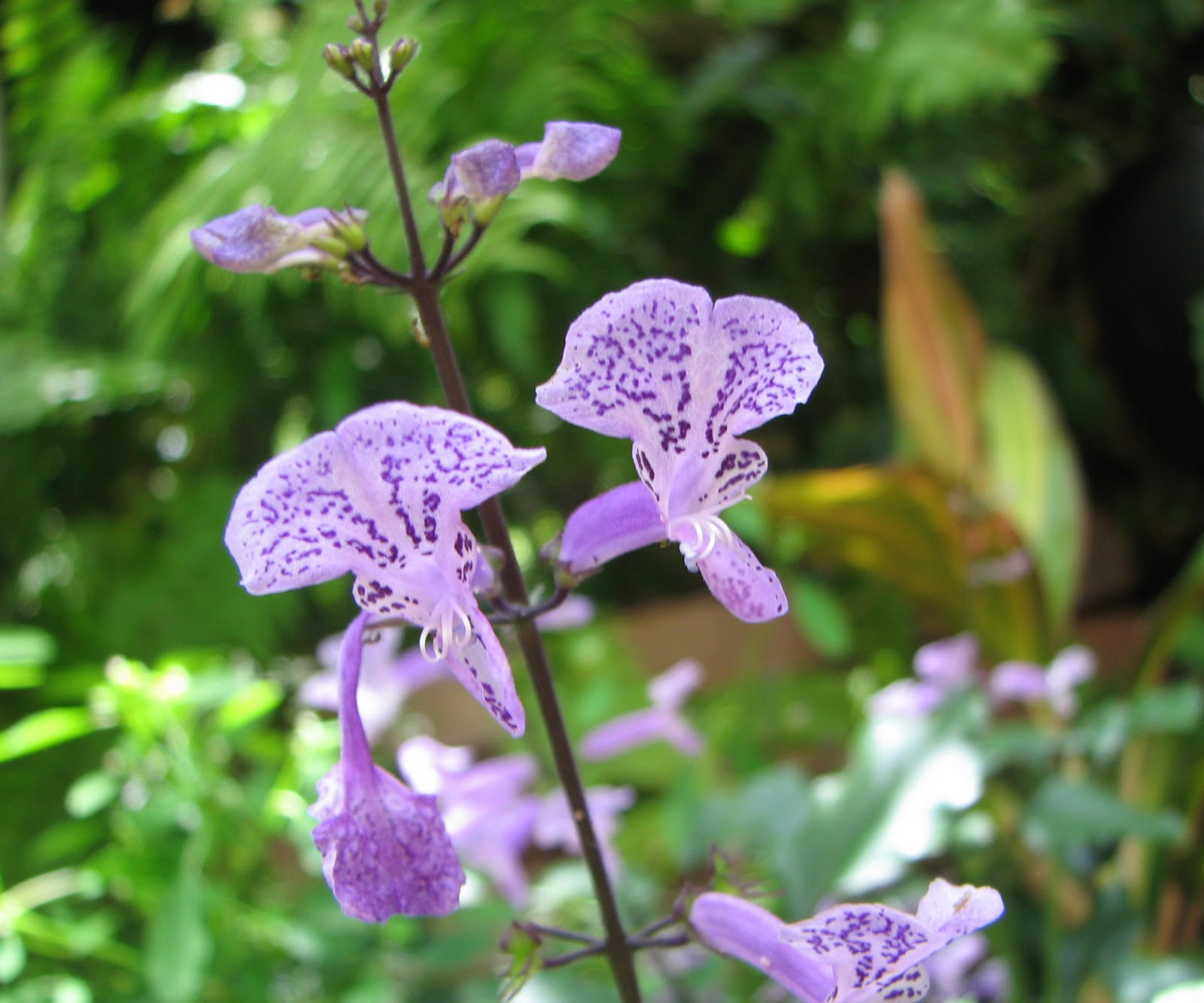 My Dry Tropics Garden Plectranthus 'Mona Lavender'