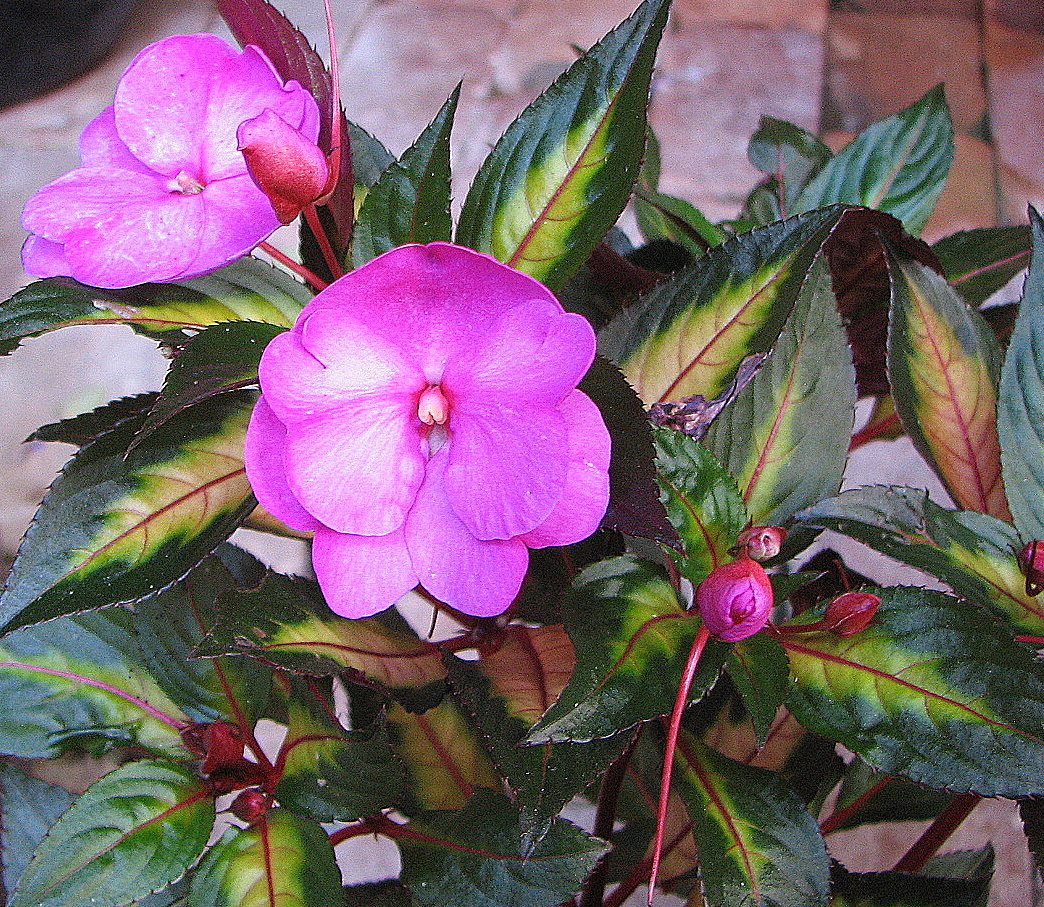 Gallery of pictures of impatiens flowers.
