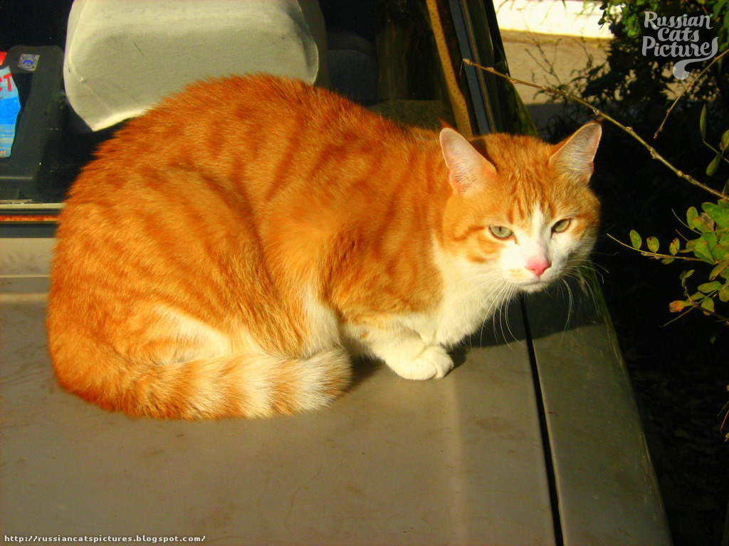Scarry Ginger Kitty — Russian Cats Pictures