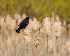 Red-winged Blackbird