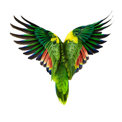 painting art 20 x 200 Blue-Fronted Parrot Andrew Zuckerman