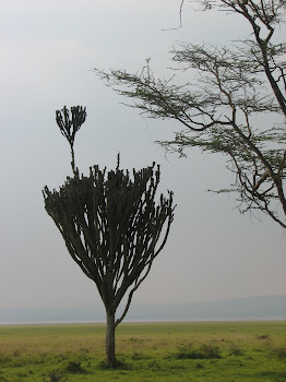 Kenya, 2007