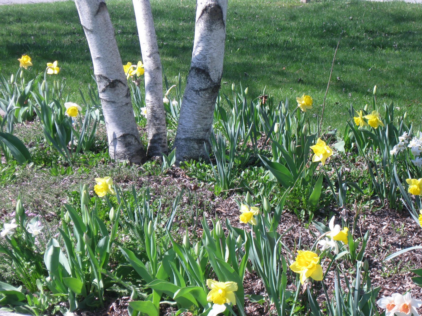 Wordless Wednesday - Spring Pictures - Upstate Ramblings