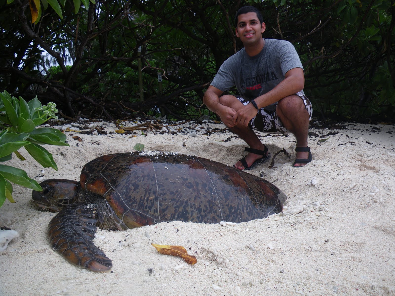 Australia: Wintermester '10-'11: Lady Elliot Island: Part II