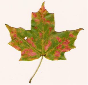 [green-pink+leaf.jpg]