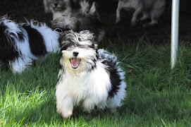 The Havanese