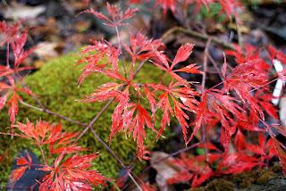 Barbara's Japanese Maple Avenue: Octopus 10/17/07