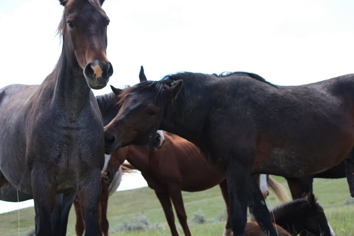 COCOA AND STORMY