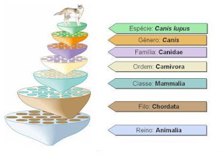 Natural Life: Hierarquia das categorias taxonómicas