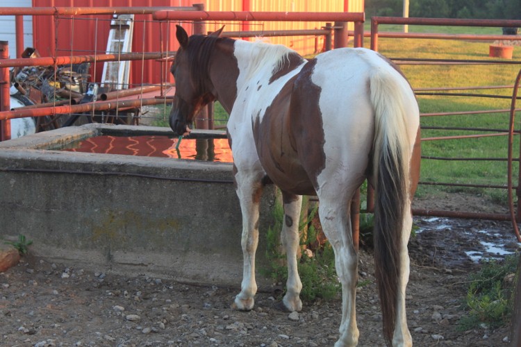 Kemo Meaning Of Kemo Sabe