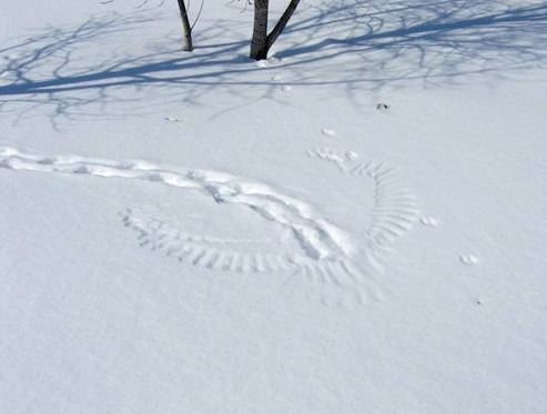 [owl+and+rabbit+tracks+trimmed.jpg]