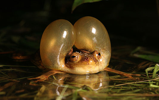 [frog+calling+mate.jpg]