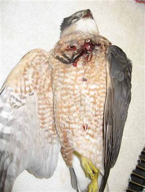 [Dead+hawk+songbird+claw.jpg]