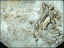 [first+live+birth+fish.jpg]