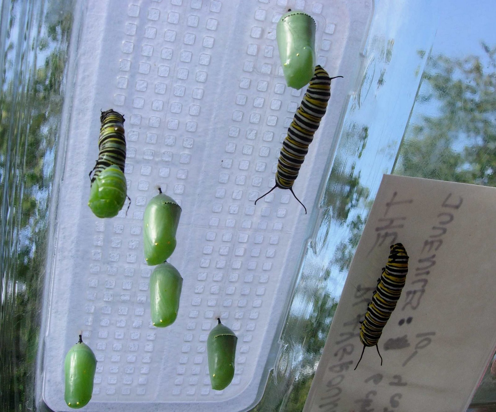 [cohort+on+roof+smaller.jpg]