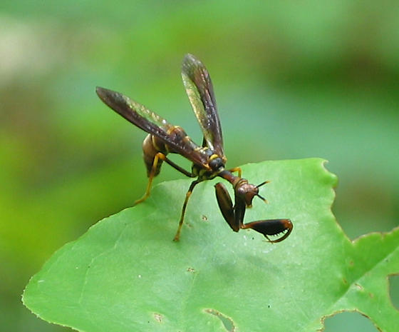 [wasp+mantidfly+bottom.jpg]