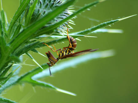 [wasp+mantidfly+top.jpg]