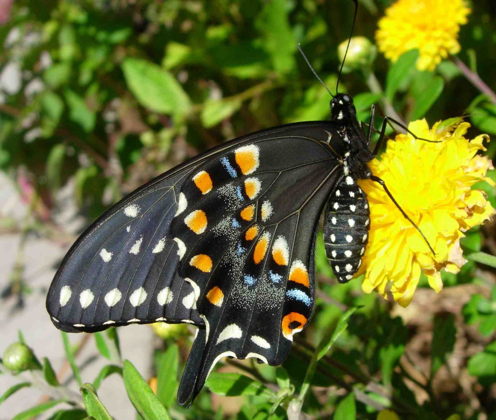 [Black+swallowtail+underwing.jpg]