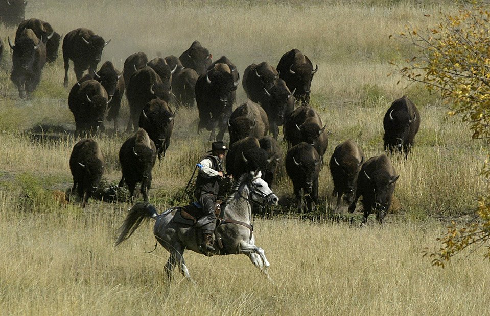 [herding+bison.jpg]