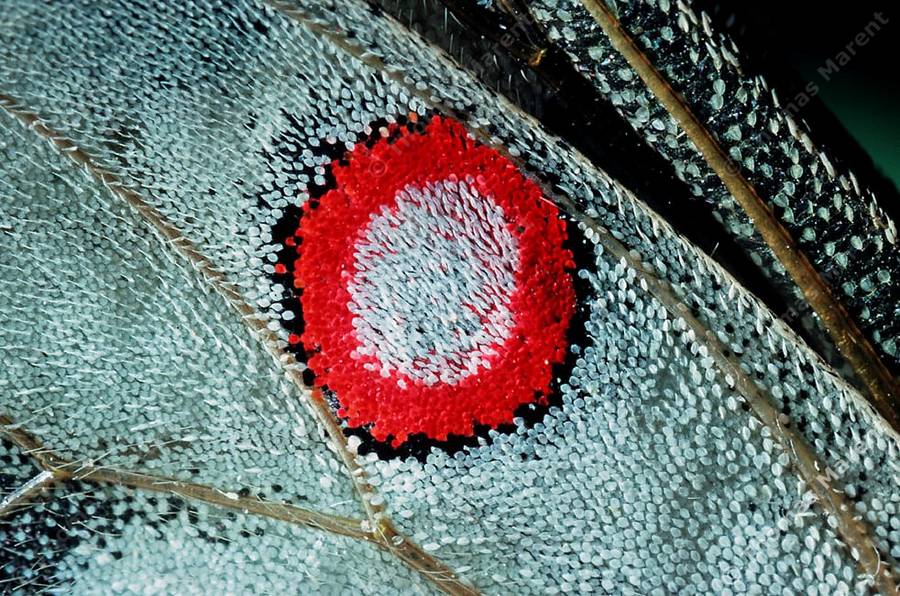 [macro+of+wing+spot.jpg]